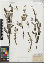 Foto von Salix repens subsp. incubacea (L.) A. Neumann